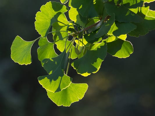 Kendal-Crosslands Communities