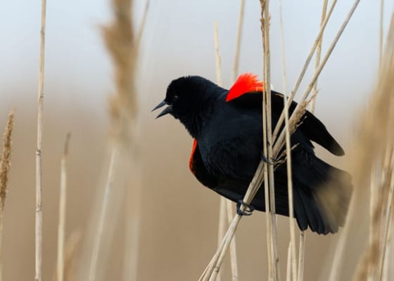 Kendal-Crosslands Communities