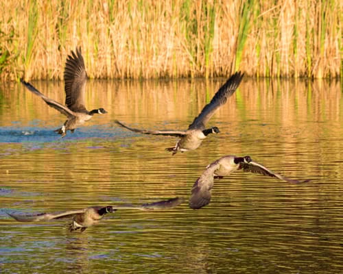Kendal-Crosslands Communities