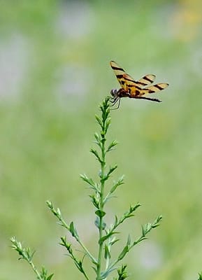 Kendal-Crosslands Communities