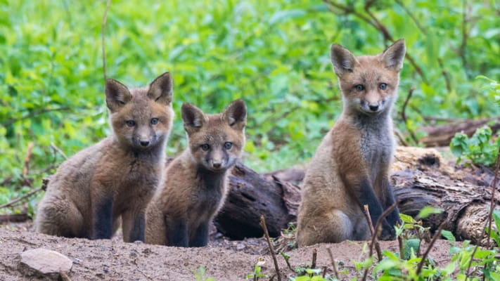 Kendal-Crosslands Communities