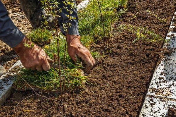 Hands planting grass in a garden area