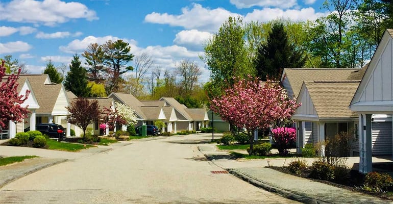 Scenic view of a residential street lined with flowering trees