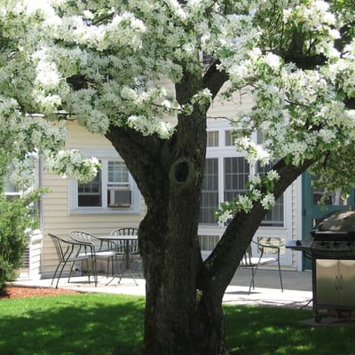 Flowering tree in the facility's outdoor space