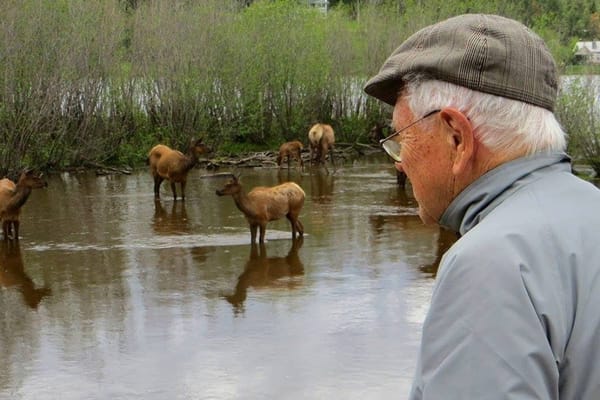 A resident observing elk by a serene waterfront