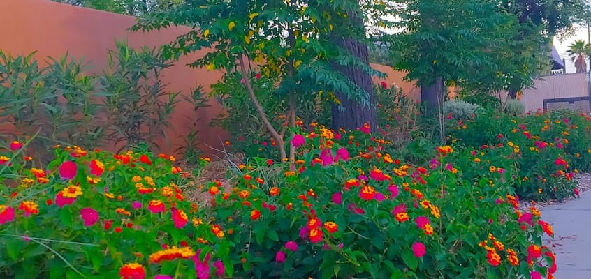 Vibrant flowers in an outdoor pathway at the facility
