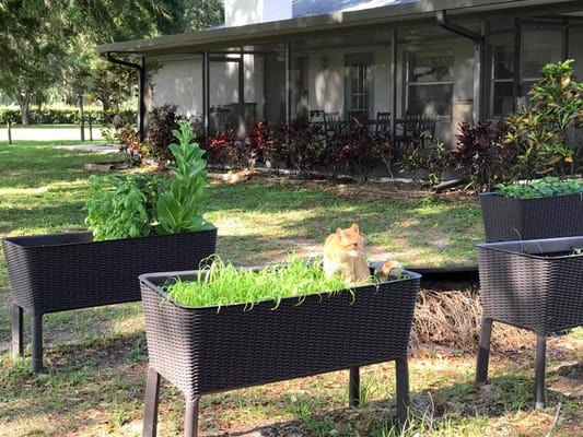 A cat sitting among garden planters filled with herbs.