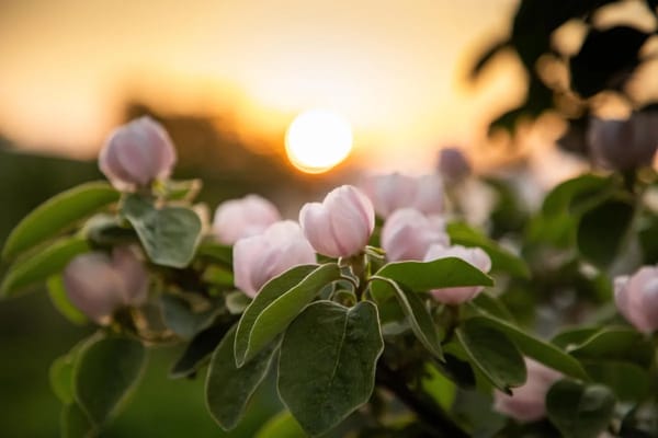 Close-up of flowering plants at sunset