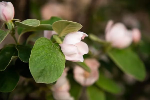 Golden Orchards Assisted Living and Memory Care