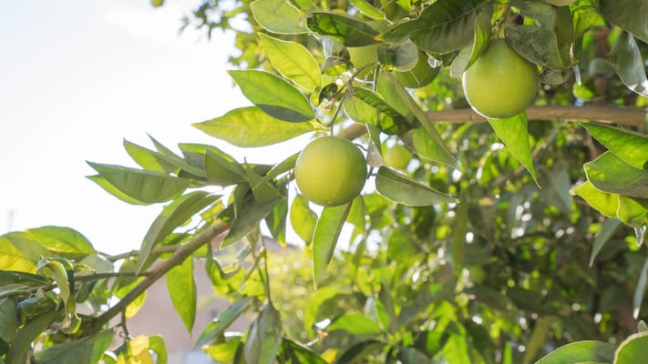 Sweet Home Senior Living 2