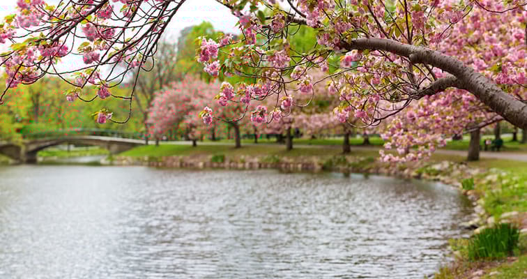Cherry blossoms by a tranquil pond in a park setting