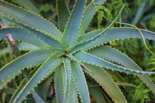 Hayward Gardens Post Acute