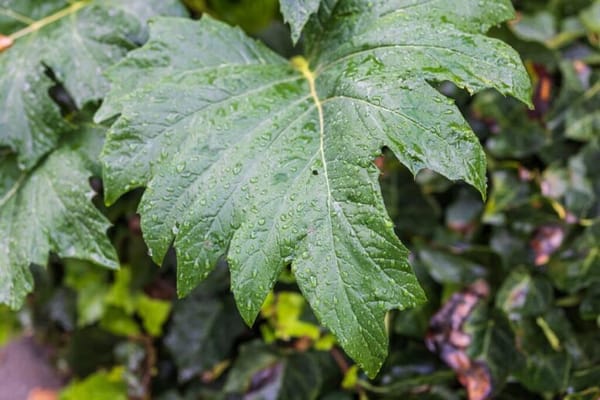 Hayward Gardens Post Acute