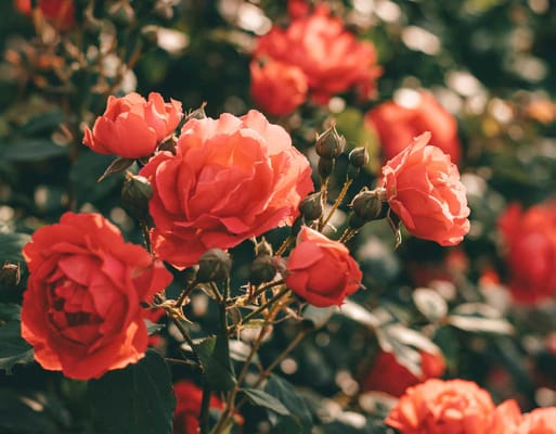 Courtyard Manor of Fenton