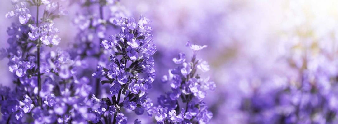 Courtyard Manor of Fenton