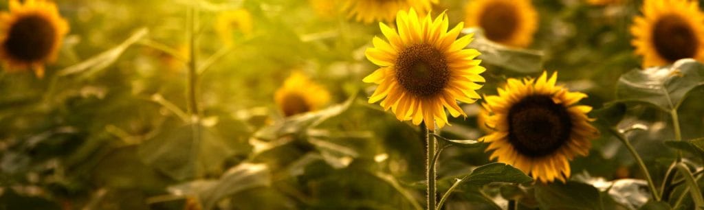 Homestead Estates Assisted Living of Leawood