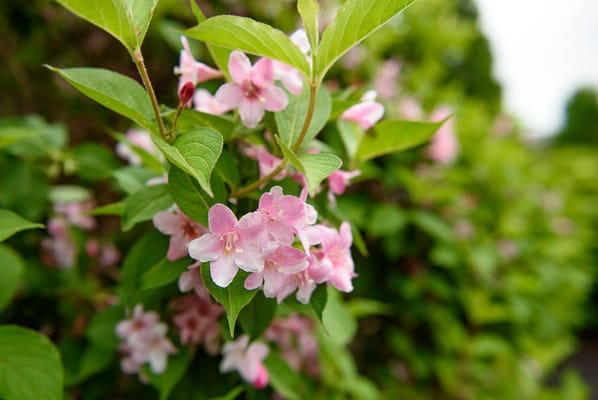 Life Care Center of Leominster