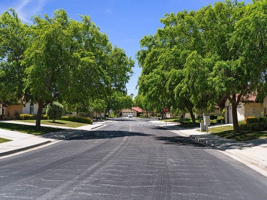 Tree-lined street in a residential area