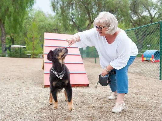 A senior woman playing with a dog in a pet area