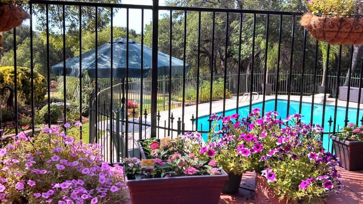 Outdoor pool area surrounded by flowers