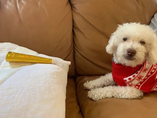 A small white dog wearing a red sweater sitting on a couch.