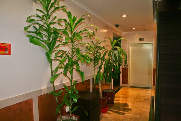 Indoor corridor with potted plants.