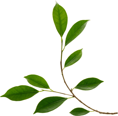 Elegant Hospice Care