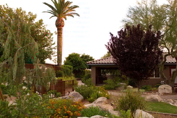 Lush garden with palm trees and shrubs