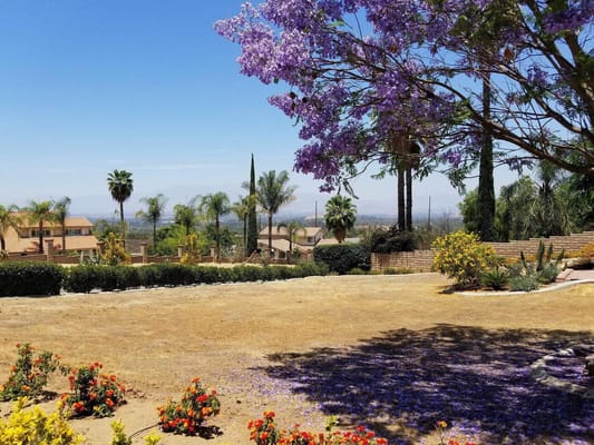 Lush outdoor space with flowering trees and landscaping