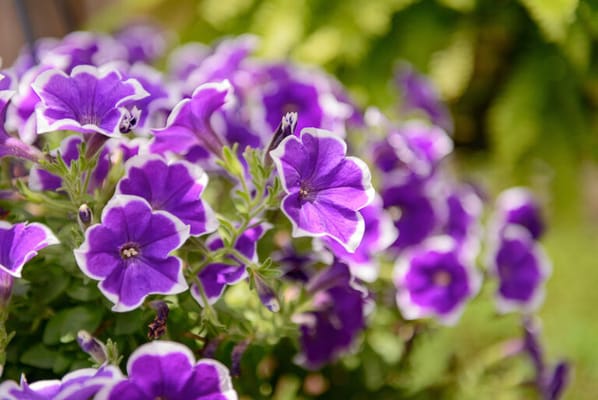 Darcy Hall of Life Care