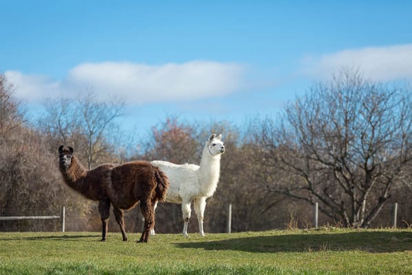 Life Care Center of Nashoba Valley