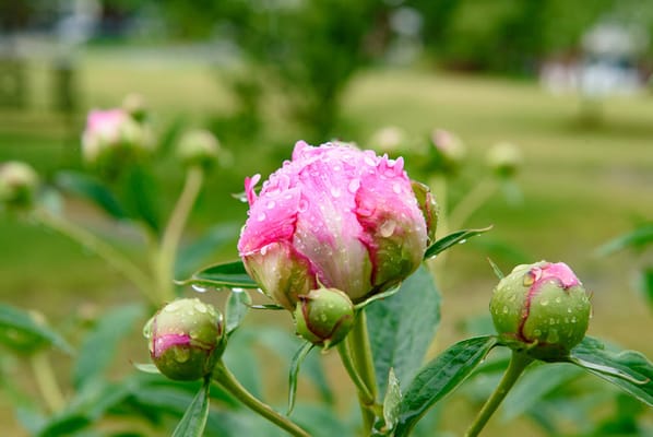 Life Care Center of Nashoba Valley