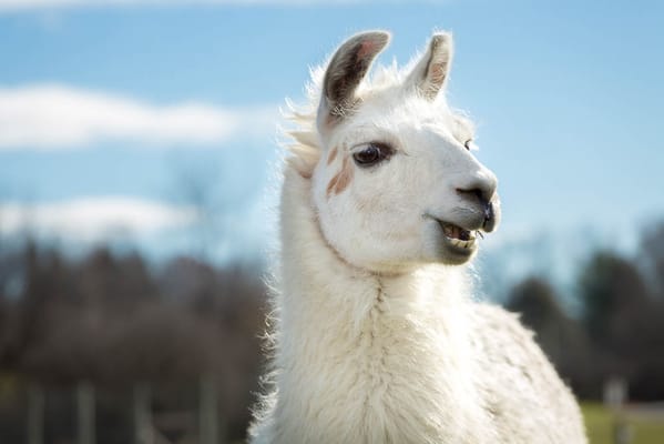 Life Care Center of Nashoba Valley