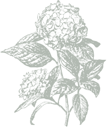 The Cypress of Charlotte