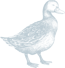 The Cypress of Charlotte