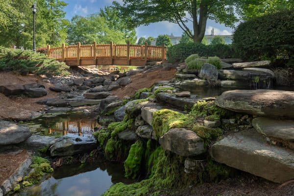 The Cypress of Charlotte