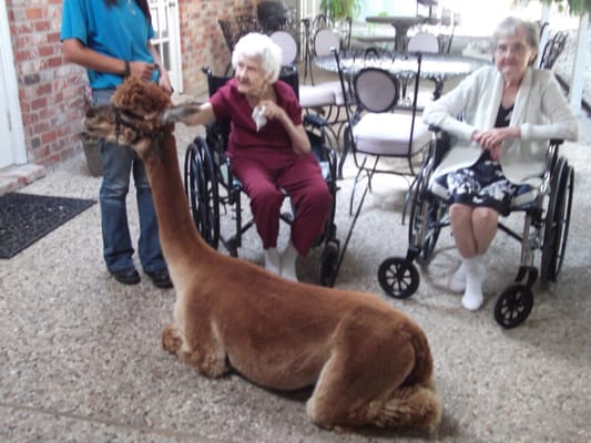 Residents interacting with a friendly alpaca in a common area