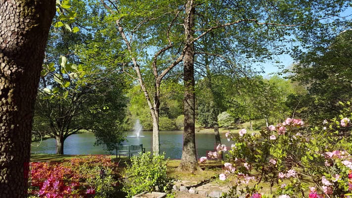 Scenic view of a serene outdoor space with flowers and a pond