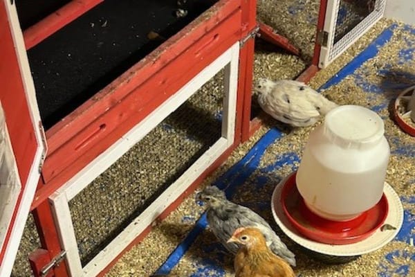 White Oak Villages at Normandy