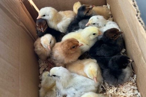 White Oak Villages at Normandy