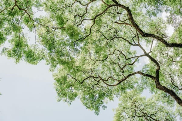 Canopy of lush green trees against a clear sky