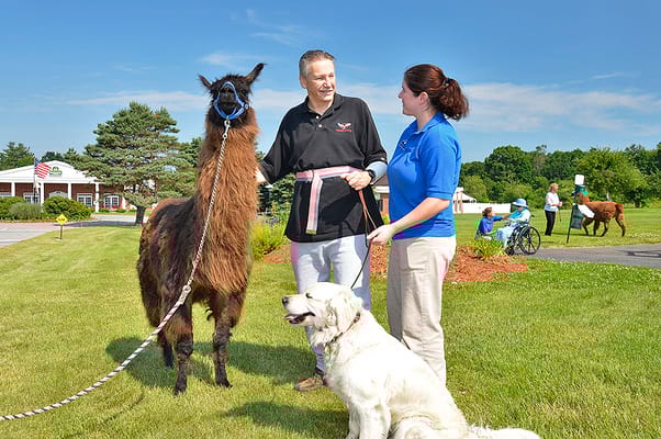 Resident and staff interacting with a llama outdoors