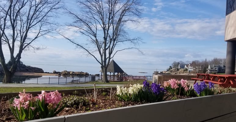 A scenic view of flowering plants near the water