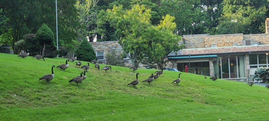 Geese on a grassy hillside near the healthcare center
