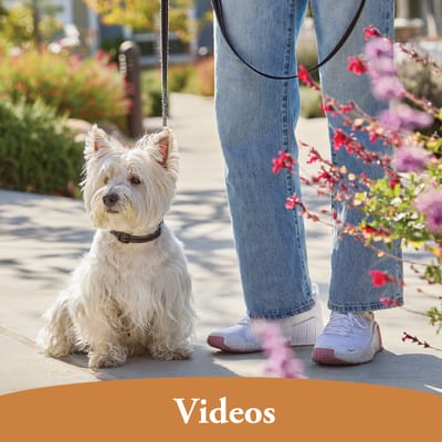 A resident walking a dog along a garden path