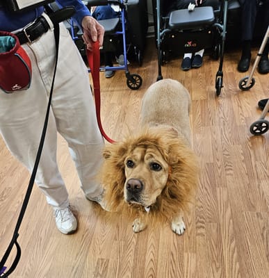 A dog dressed as a lion in a common area with residents