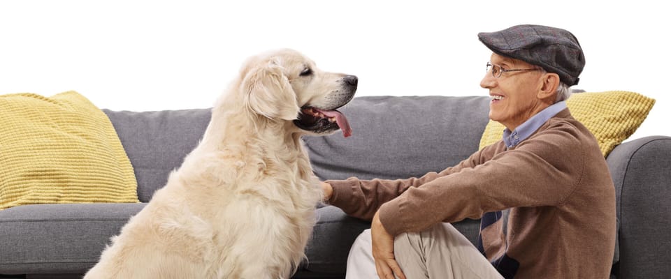 Elderly man enjoying time with a golden retriever
