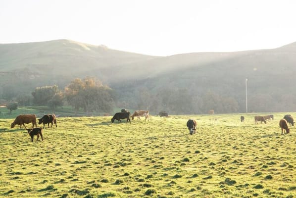 Belmare Senior Living