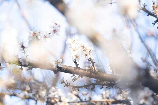 Belmare Senior Living