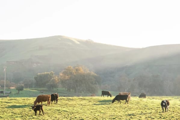 Belmare Senior Living